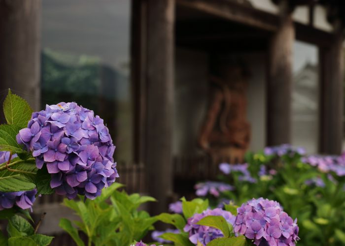 Purple and pink hydrangeas blooming at Hydrangea Temple (Kannonji Temple), which can be seen in the background.